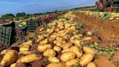 Photo of Mostaganem: coup d’envoi de la manifestation « Fête nationale de la pomme de terre »