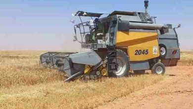Photo of Céréaliculture : lancement de la campagne moisson-battage à Timimoun et El-Meniaa 