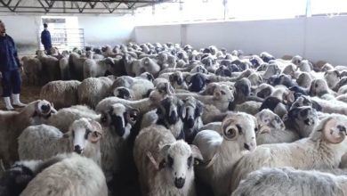 Photo of Moutons de l’Aïd importés: lancement de l’opération de vente la semaine prochaine dans toutes les wilayas
