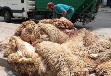 Photo of Aïd El-Adha: appel à une large participation à la campagne de collecte des peaux de sacrifice