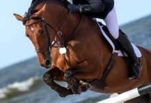 Photo of Equitation: Bouakkaz Takieddine vainqueur du « GP deux étoiles » à Oran